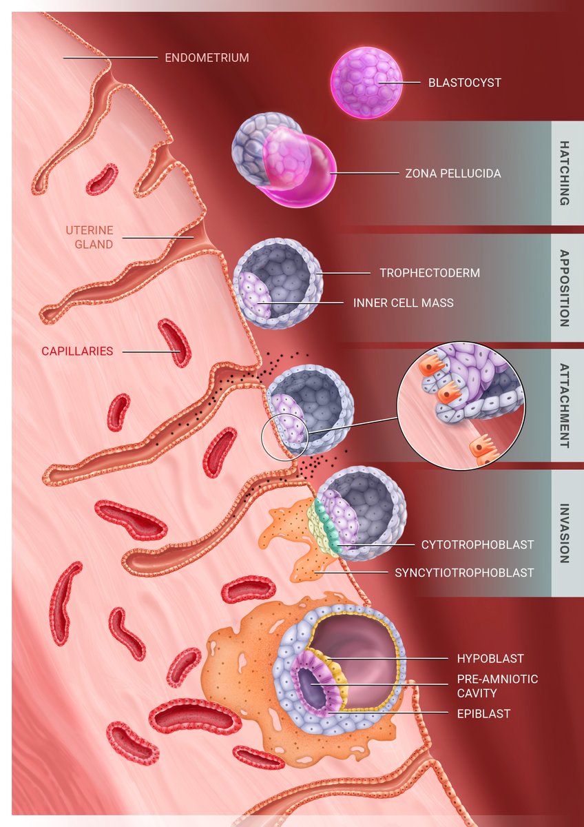 Cleavage \u0026 Implantation: | ditki medical and biological sciences, image size:848x1200