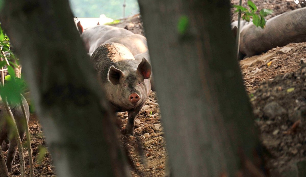 I Porci Comodi: Salumi prodotti da Brizio Salumi con suini allevati all'aperto.

Vedi i prodotti e le novità della linea: ow.ly/ozjy50D4sMp

#salumipiemontesi #allevamento #benessereanimale #salumi #suini #iporcicomodi 
<a href="/briziosalumi/">Brizio Salumi</a> Brizio Salumi  Brizio Salumi