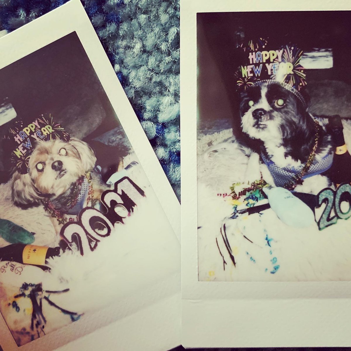 nursetinacle's tweet photo. Happy New Year from my crew to yours #muttskickbutts #adoptionwasourbestoption #happythankyoumoreplease #laterpost #doglady #seniordogs #cledogs #dogsofcleveland https://t.co/EEq4NdXWWu