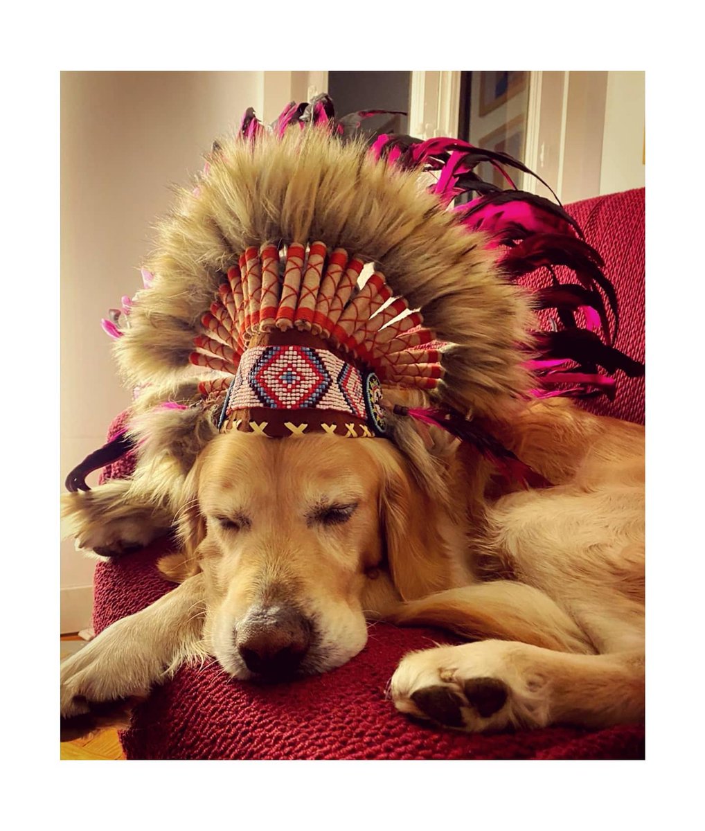 Janetheplanett's tweet photo. ❤️🔥Gran Jefe Meison🔥❤️ tiene ganas de conciertos ! Pronto #meisonsessions @Tuchomusica @industriasbala @entre_botones
#meison #perros #dog #dogs #mascotas #golden #retriever #dogstagram #pets #doglover #adopta #adoptanocompres #cachorro #amorperruno #mascota https://t.co/xfAL3eV1i5