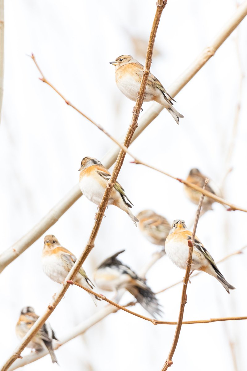 birder_k's tweet photo. 今年やっと会えたアトリさん。
200羽位いたかな😂
#アトリ #野鳥 #写真好きな人と繋がりたい #写真撮ってる人と繫がりたい #ファインダー越しの私の世界 #キリトリセカイ #coregraphy #birdphotography #birdwatching #バードウォッチング #もふもふ #かわいい #東京カメラ部 #nature #PASHADEILC https://t.co/YWiEOFKvZ7