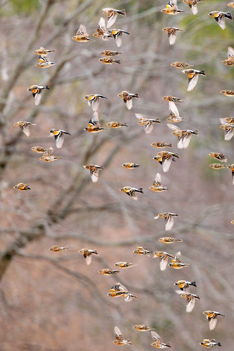 birder_k's tweet photo. 今年やっと会えたアトリさん。
200羽位いたかな😂
#アトリ #野鳥 #写真好きな人と繋がりたい #写真撮ってる人と繫がりたい #ファインダー越しの私の世界 #キリトリセカイ #coregraphy #birdphotography #birdwatching #バードウォッチング #もふもふ #かわいい #東京カメラ部 #nature #PASHADEILC https://t.co/YWiEOFKvZ7