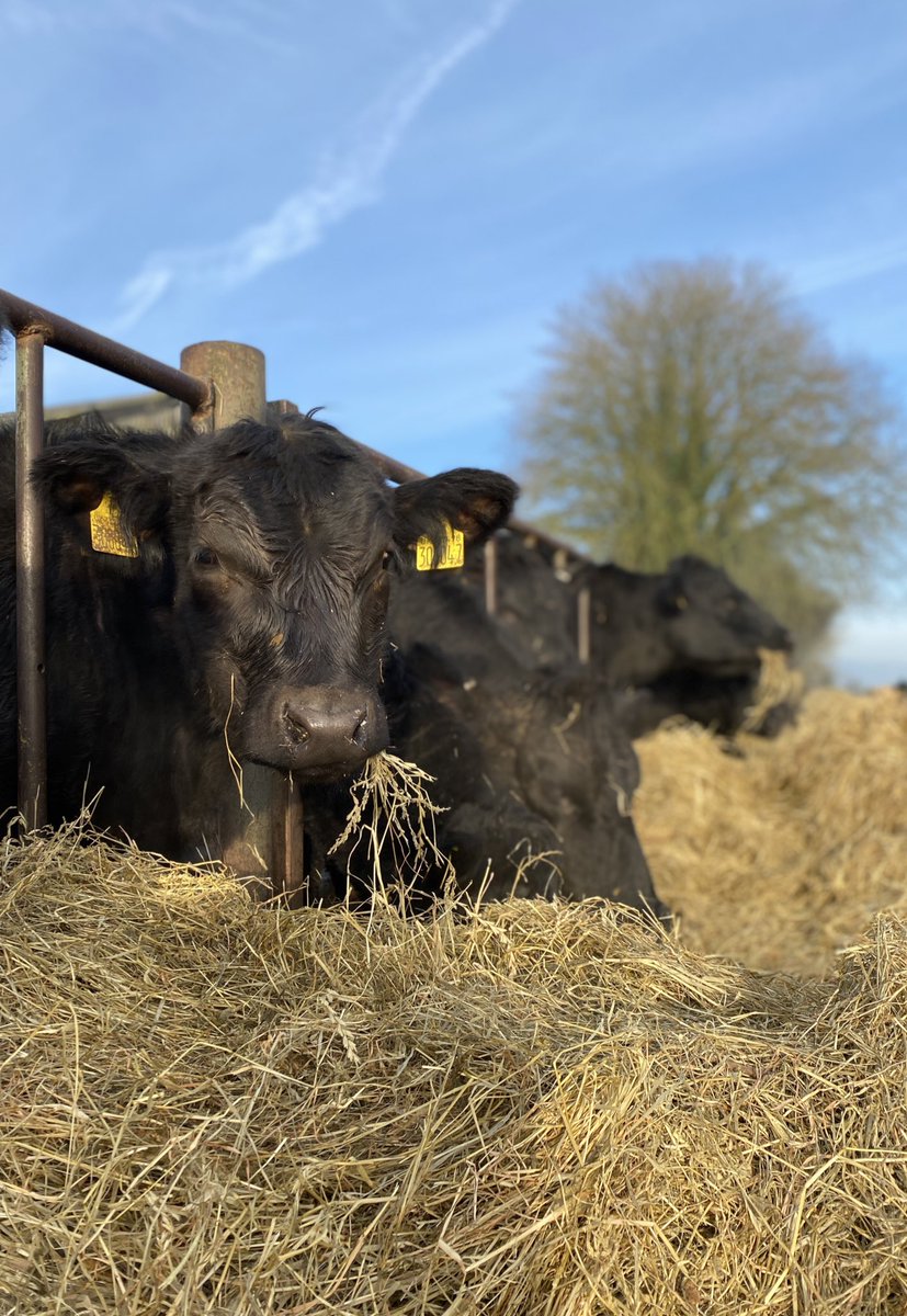 tom_wakefield's tweet photo. Next generation.....
#aberdeenangus #organicfarming #beef https://t.co/nyOtuT68yE