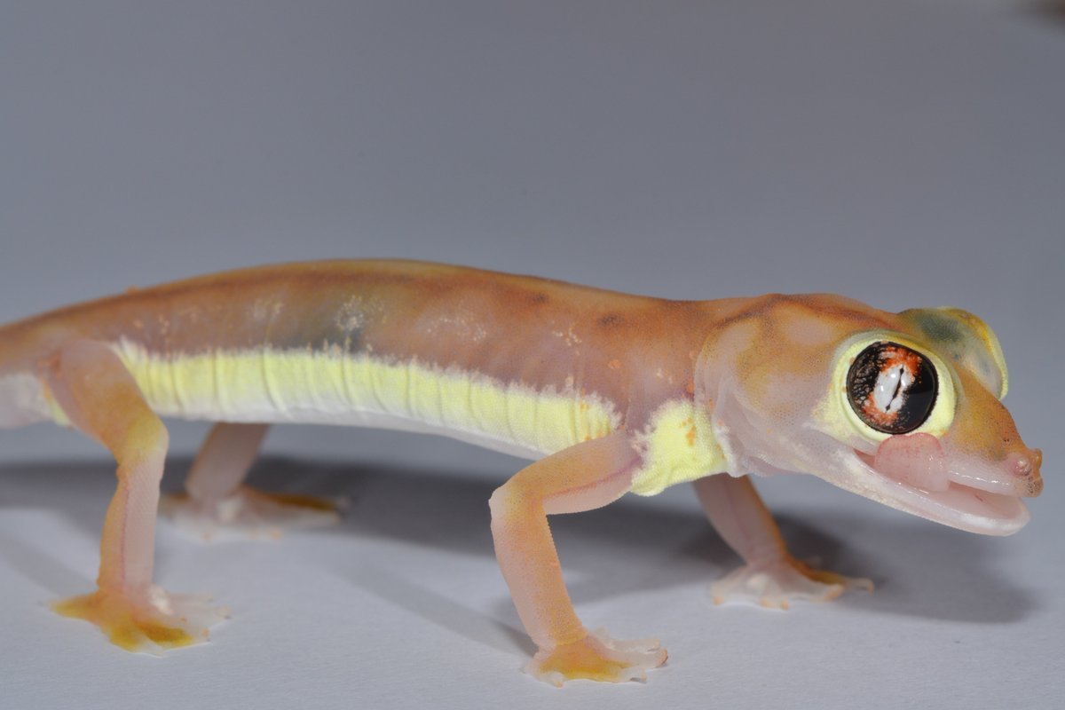 Dr Mark D. Scherz tweet media