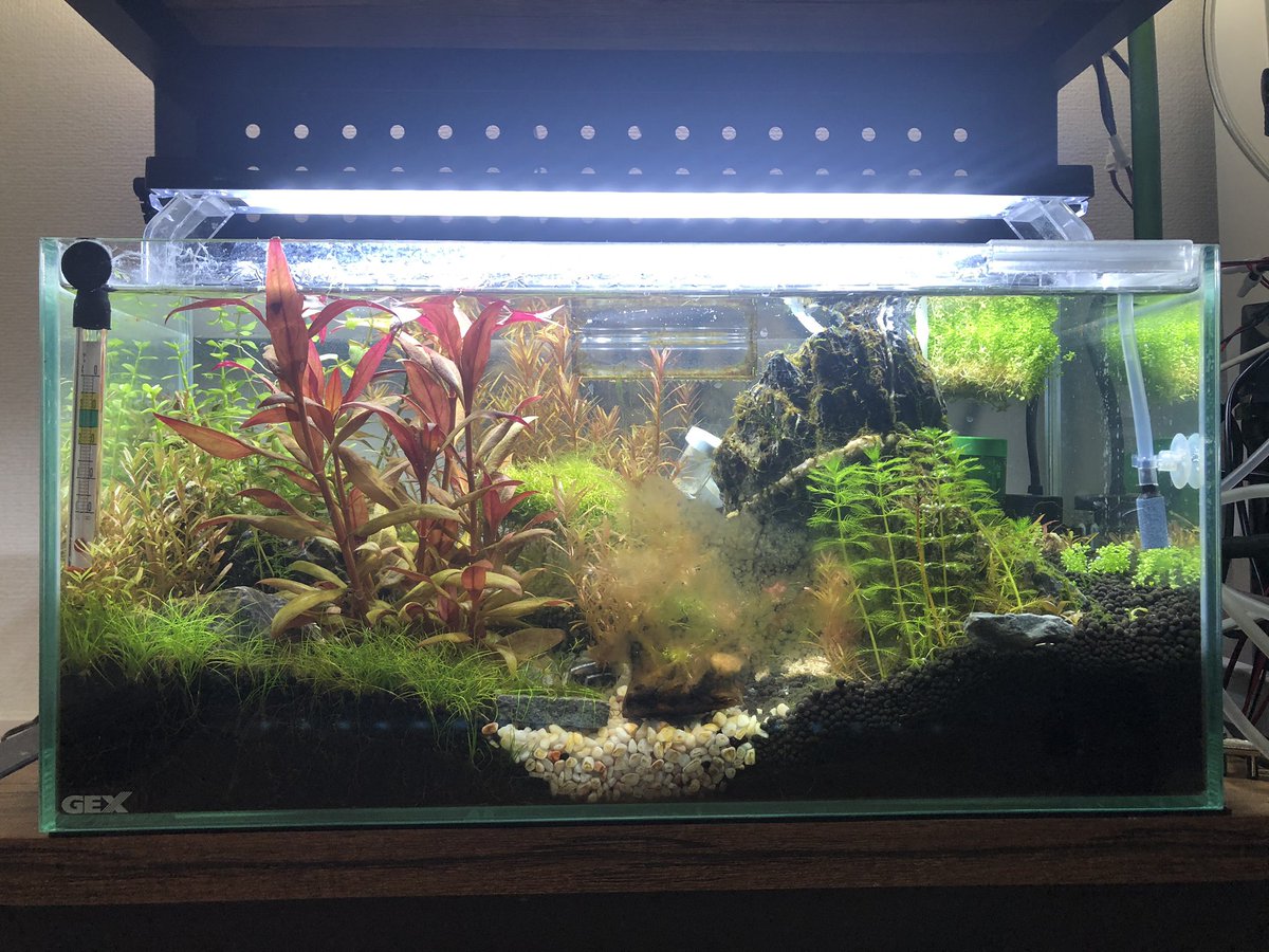 舞羅 未定 まいらの水槽 45cm水槽リセットする 水草ストック水槽にします 舞羅 未定 まいらの水槽 45cm水槽リセットする 水草ストック水槽にします