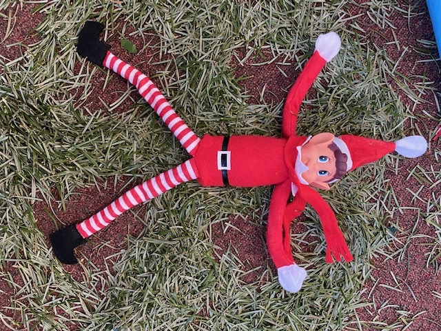clarelibrary's tweet photo. The final bit of mischief from the Ennistymon Library Christmas Elf !
Pine needle Angel !!!
#christmaself #elf #snowangel #pineneedleangel #mischievouself #pineneedles #librariesireland https://t.co/392ZtMOitv