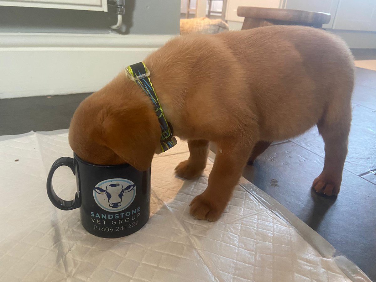 SandstoneVG's tweet photo. Shout out to all of the parents homeschooling +\~ working from home today. Here is our newest recruit demonstrating the brace position to adopt this Monday morning!! #whattodofirst #teaistheanswer https://t.co/BtY6k6cnoo