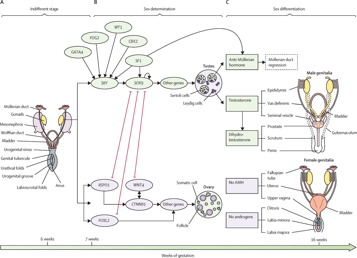 Examples of Differences in Sex Development (DSD) or Intersex actually help us to better understand the two separate pathways of developmental trajectories of sex in mammals.As individuals with intersex have expressed often, 'we're not a 3rd sex, we're female or male'.2/5