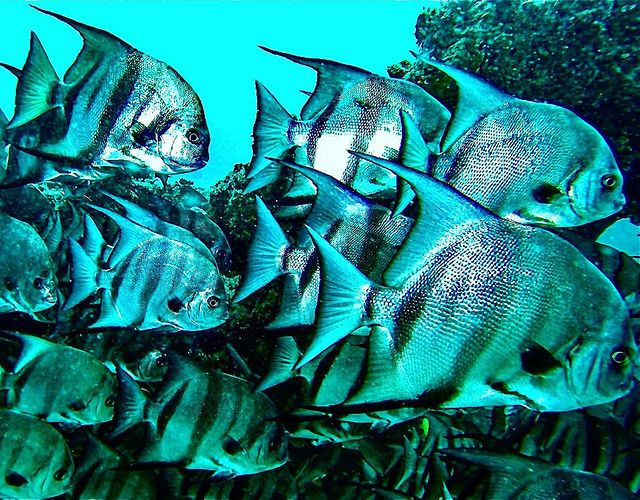 divetagram's tweet photo. Spadefish chillin
📸 Ron Nash
📍 Pineapple Scuba
...
#divetagram #scuba #scubadiving #diving #underwater #underwaterphotography #uwphotography #nature #pineapple #spadefish #chillin https://t.co/sZHCiC6Dda