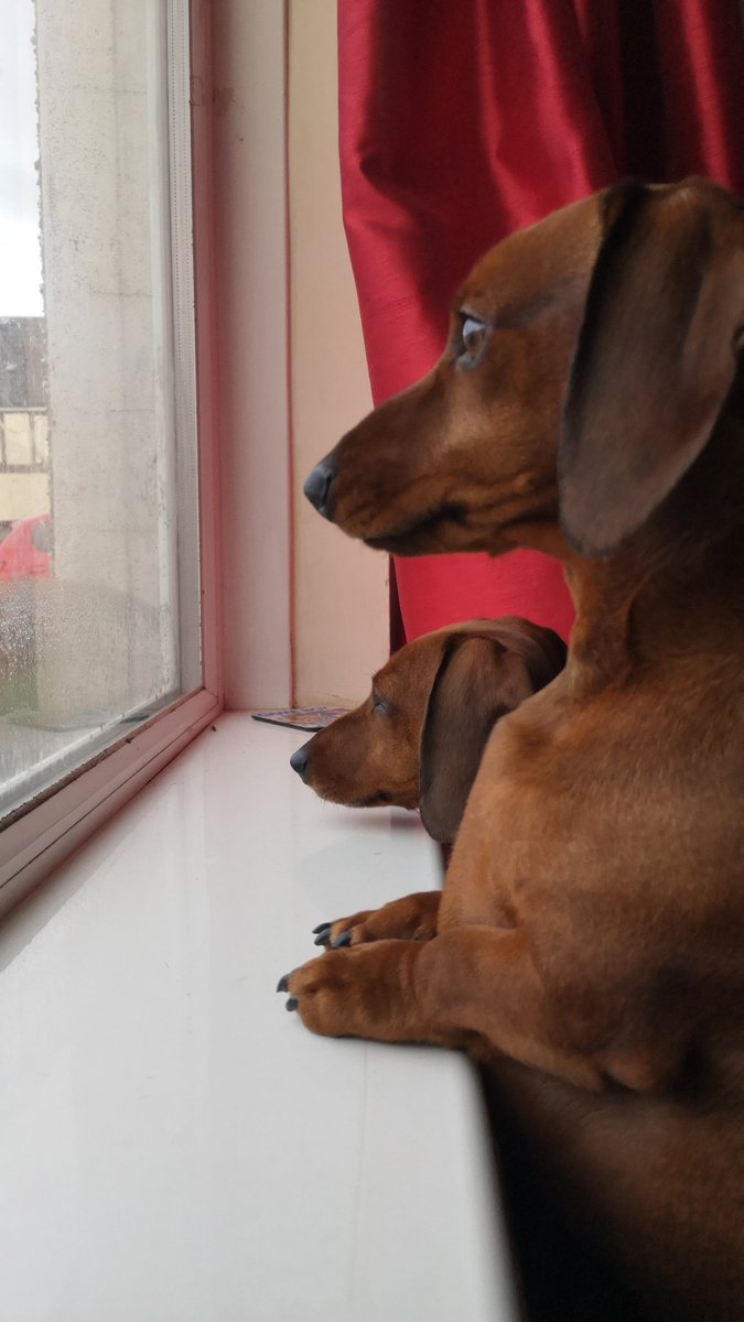 looking for things to bork at