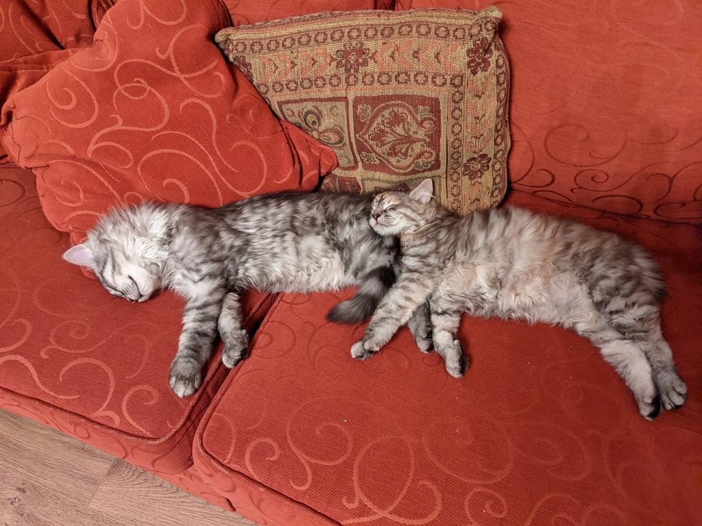 92asmith's tweet photo. @RhythmOfRiora 😺 https://t.co/TROWQYsNAW