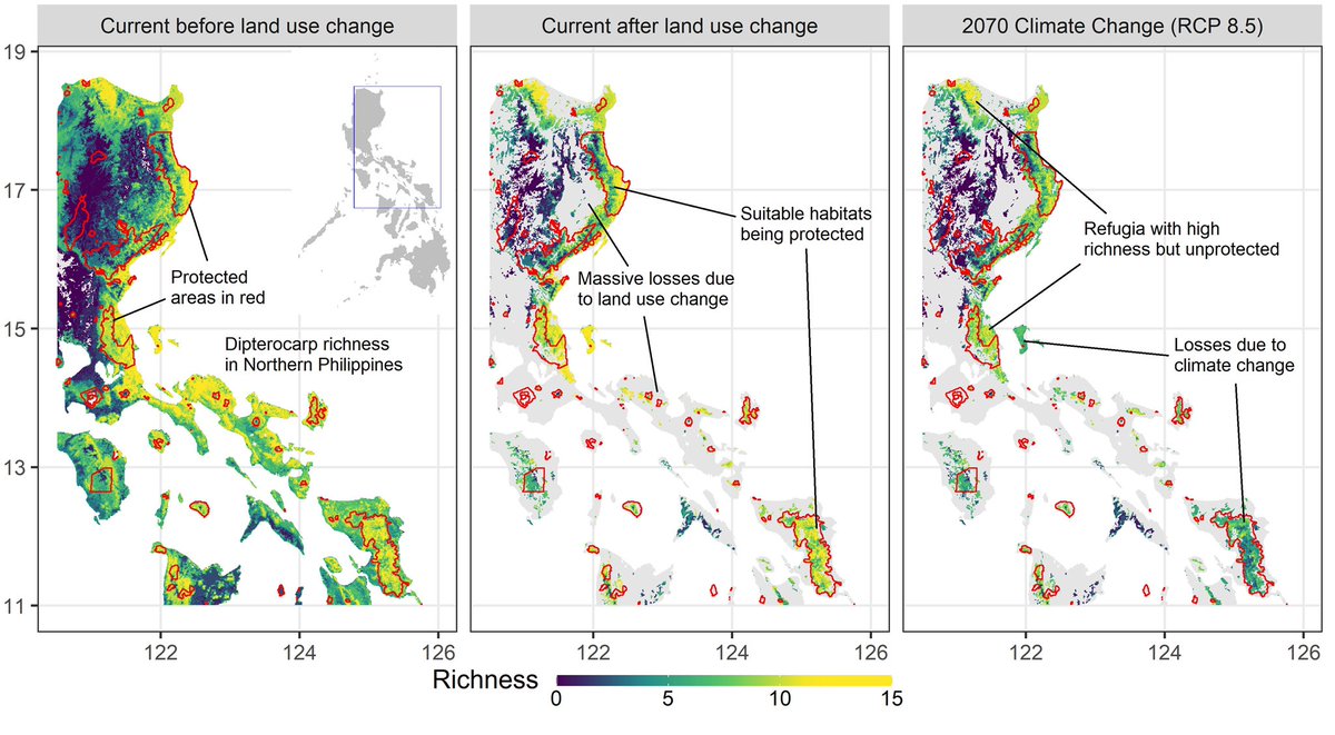 Results: (1)  #landcover correction alone reduced current species distributions by a median 67% & within PAs by 37%; (2) after LC correction,  #climatechange reduced national-level species distributions by a median 16% (RCP4.5) & 27% (RCP8.5), with similar losses within PAs. /4