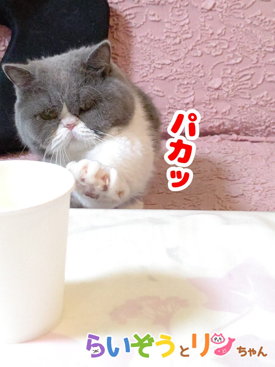 公式 ねこがあらわれた チーム行徒info 食べ物と見るや不器用なりに必死に確認しに来るらいぞう ねこがあらわれた エキゾチックショートヘア 猫 ねこ