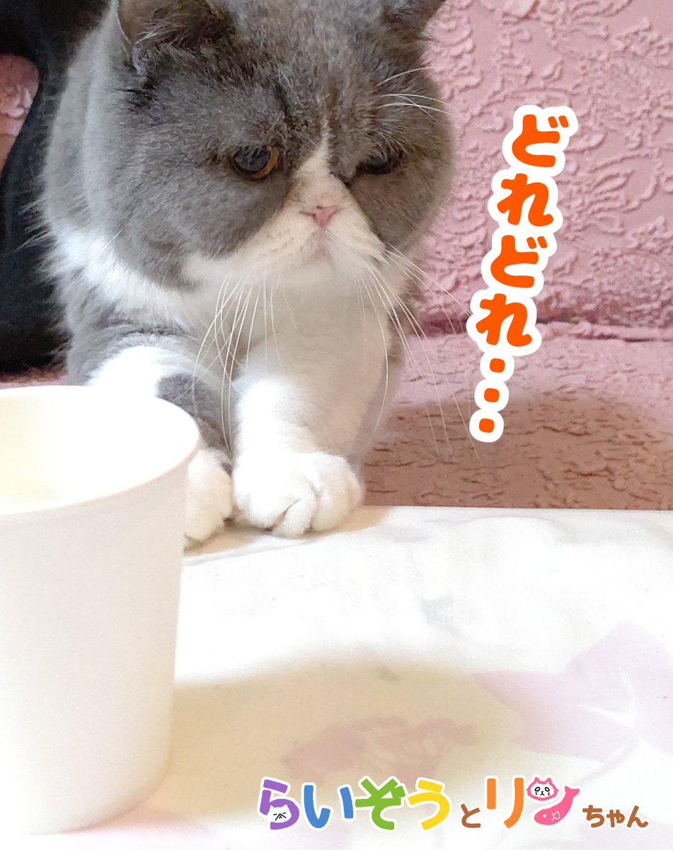 公式 ねこがあらわれた チーム行徒info 食べ物と見るや不器用なりに必死に確認しに来るらいぞう ねこがあらわれた エキゾチックショートヘア 猫 ねこ