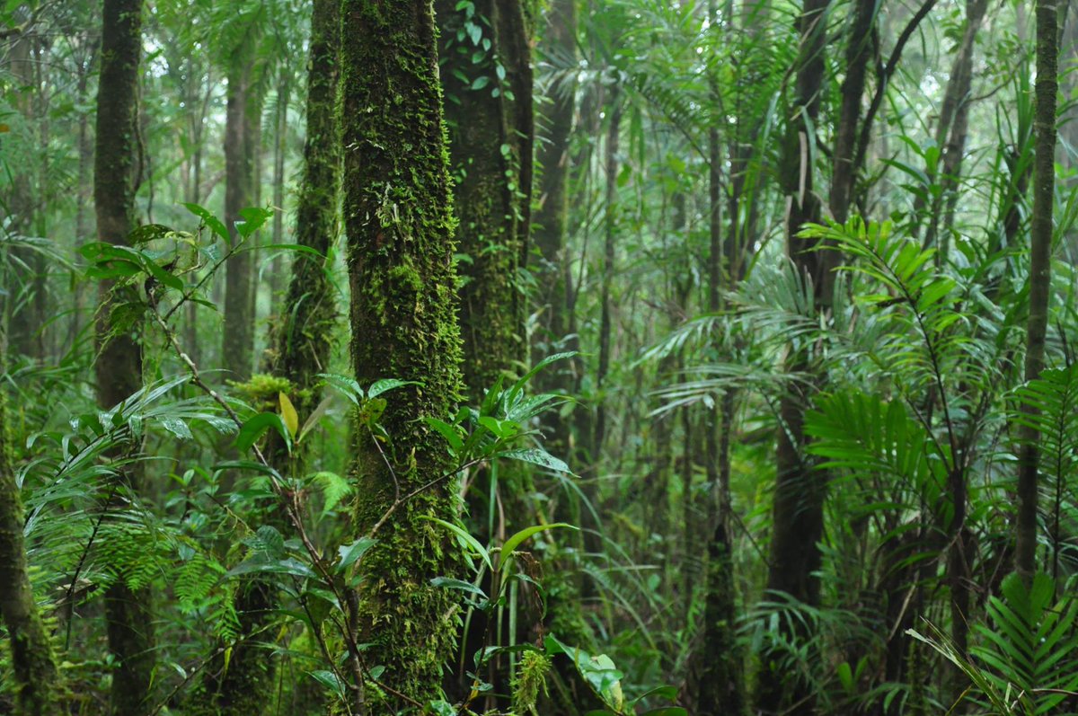 Our findings highlight a critical gap in the current  #Philippines national protected areas system in that it covers a relatively small proportion of suitable habitat for  #dipterocarps currently and under both future RCP climate scenarios.  @DENROfficial  @CCCPHL  #NIPAS /6