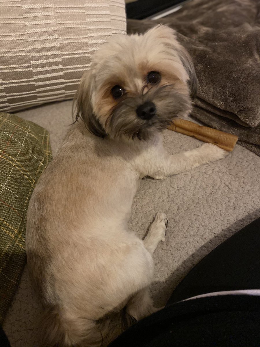 Happy Monday! A brief #pupdate during a busy Monday morning. How is your day going today in the second week of #lockdown? #COVID19 #puppies