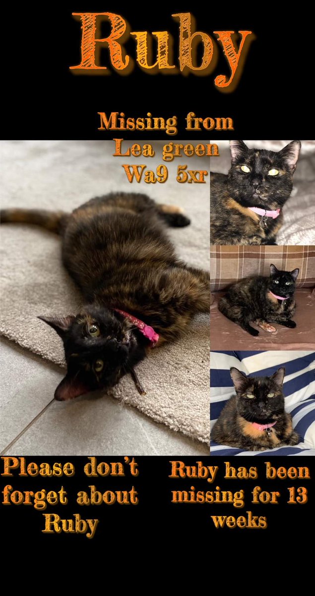 AlanDaffern's tweet photo. #HelpFindRuby 14 year old #TortoiseshellCat #Missing #SuttonHeath (new anwyl homes estate in #LeaGreen opposite #WatersideVillage) #StHelens #Mersyside. She was last seen on 11/08/20 wearing a pink collar with white paw prints. - #lostcat 
https://t.co/lsPuOfbdXL https://t.co/sf0Qy3WDZc