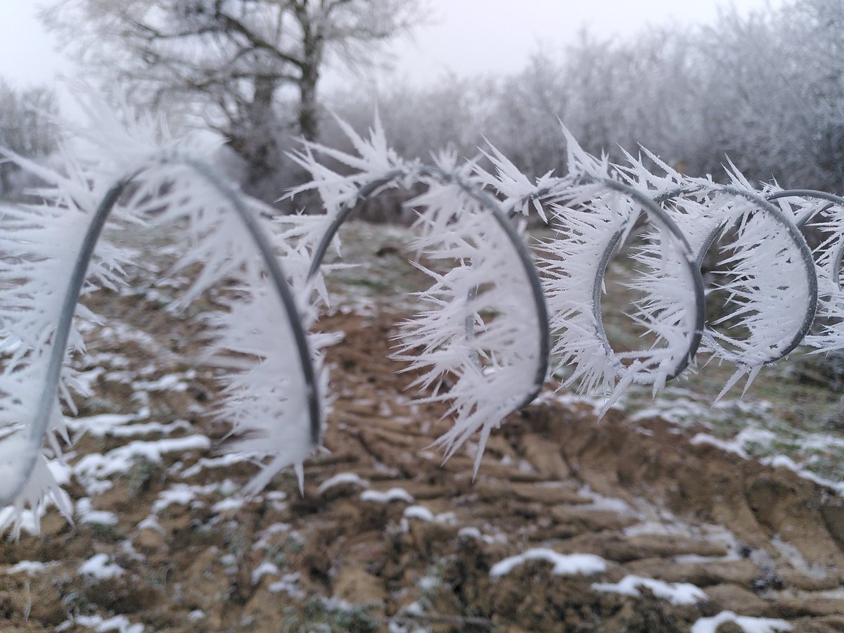 PaysanLibre's tweet photo. Il a fait un peu froid cette nuit https://t.co/LklJHrFb0C