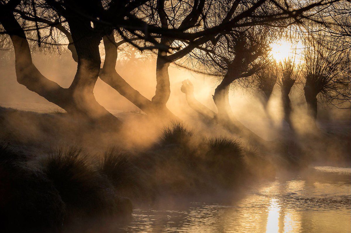wildlondonpics's tweet photo. Dawn delight - these #trees in #richmondpark are very popular &amp; I’ve not really paid them sufficient notice but I will now @MiradorDesign @MyRichmondApp #Sharemondays2021 #fsprintmonday #fscaptures #wildaboutrichmondandkew @Chestertons @theopenbook2 @Waterstones @timeandleisure https://t.co/0ttVhpk5t1
