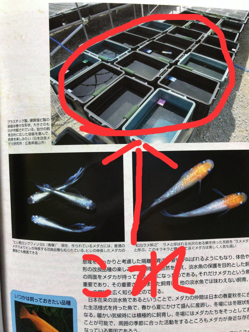 めだか秋house この容器が欲しい 誰か情報知ってたら教えてください めだか秋house この容器が欲しい 誰か情報知ってたら教えてください