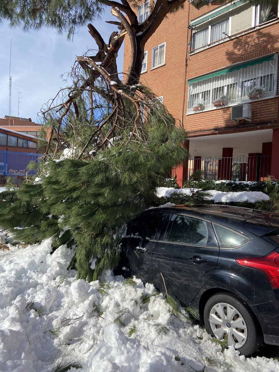 AlopeciasCalvix's tweet photo. Desde el viernes con el árbol encima del coche y ni caso. Llamadas al @112cmadrid a la @PoliciaFuenla y a los @BomberosFuenla y como quién oye llover. Al final va a terminar cayendo del todo y me quedo sin coche y como pase alguien se queda sin vida. #nieve #Filomena https://t.co/6r1A3kefUa