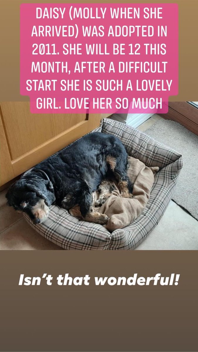Daily has been happily adopted for almost 10 years now!! Amazing!! #happilyeverafter #rescuedog #caessr
