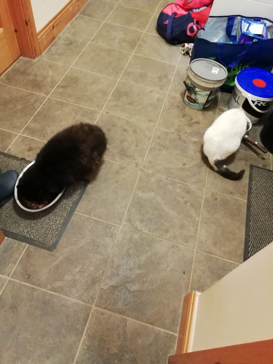 After almost 3 weeks of Christmas holidays they both got the 'back to school' memo. Business as usual for these two with breakfast at 7:20am. #backtoschool