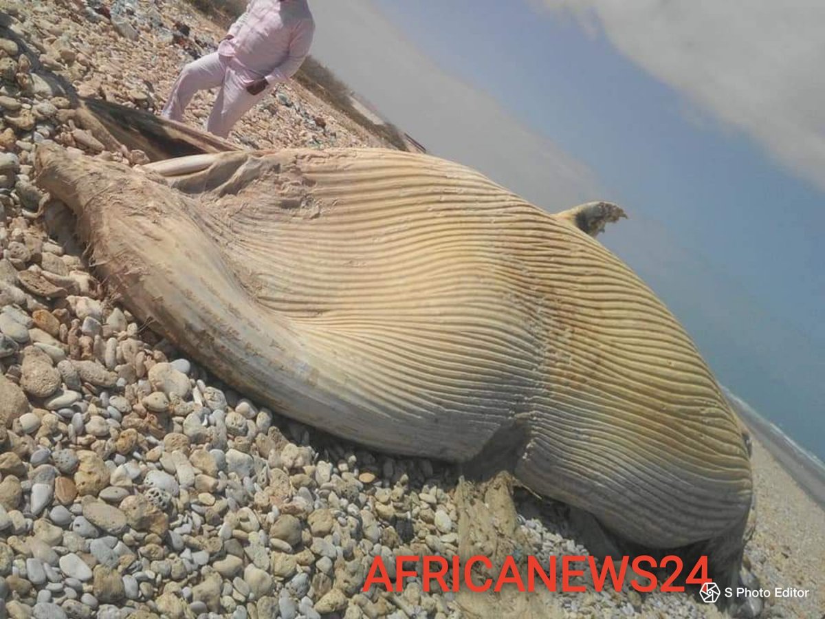 Sahanpost's tweet photo. AGAINT #WHALE SHARK HAVE WASHED A SHORE ON THE INDIAN OCEAN CITY OF #Somalia BOSASO
IT'S NOT YET CLEAR WHAT COUSED THE #Sharks DEATHS https://t.co/SXHRHymyuQ