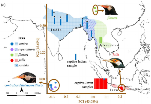avianevo's tweet photo. A species already extinct in the wild because of trade, but long overlooked because it had been classified as a subspecies. Our genomic study re-drew species limits in these starlings.
Hoping for urgent conservation focus to come!
https://t.co/Ah7IO1qqhE
#songbird #conservation https://t.co/2CdLMrbDUN