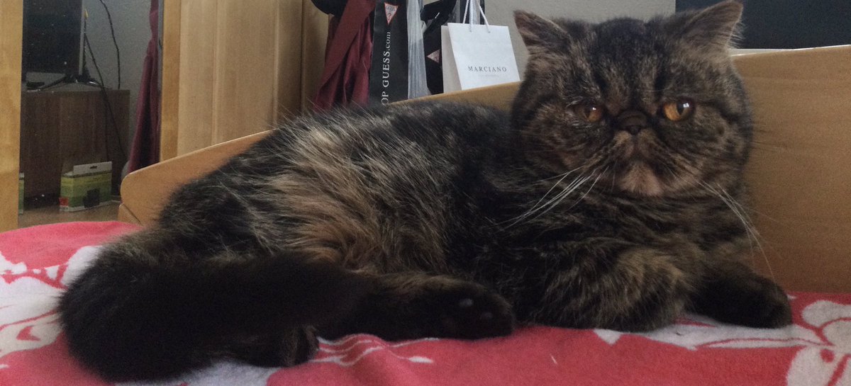 MariensLegion's tweet photo. Mit 😻😻😻 https://t.co/QMn1tvoSIW