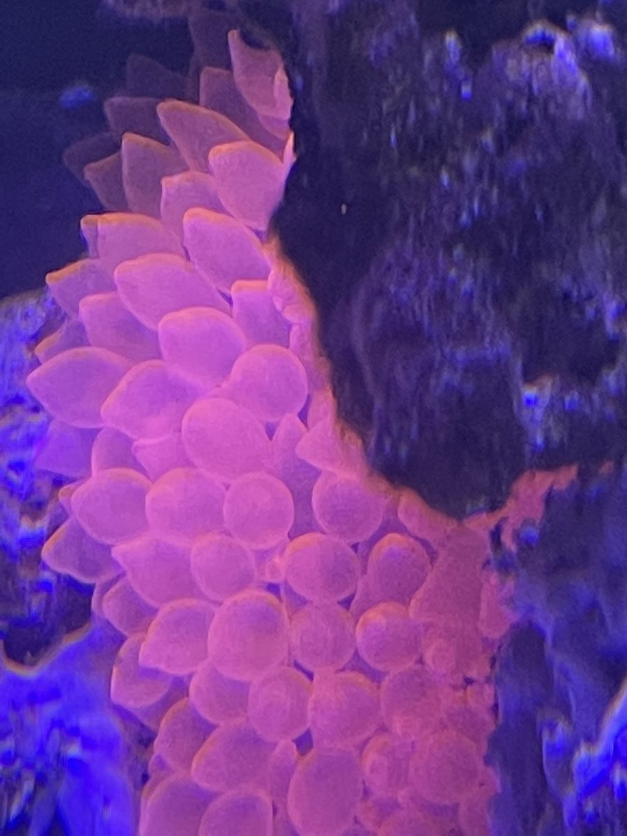 タマイタダキイソギンチャク