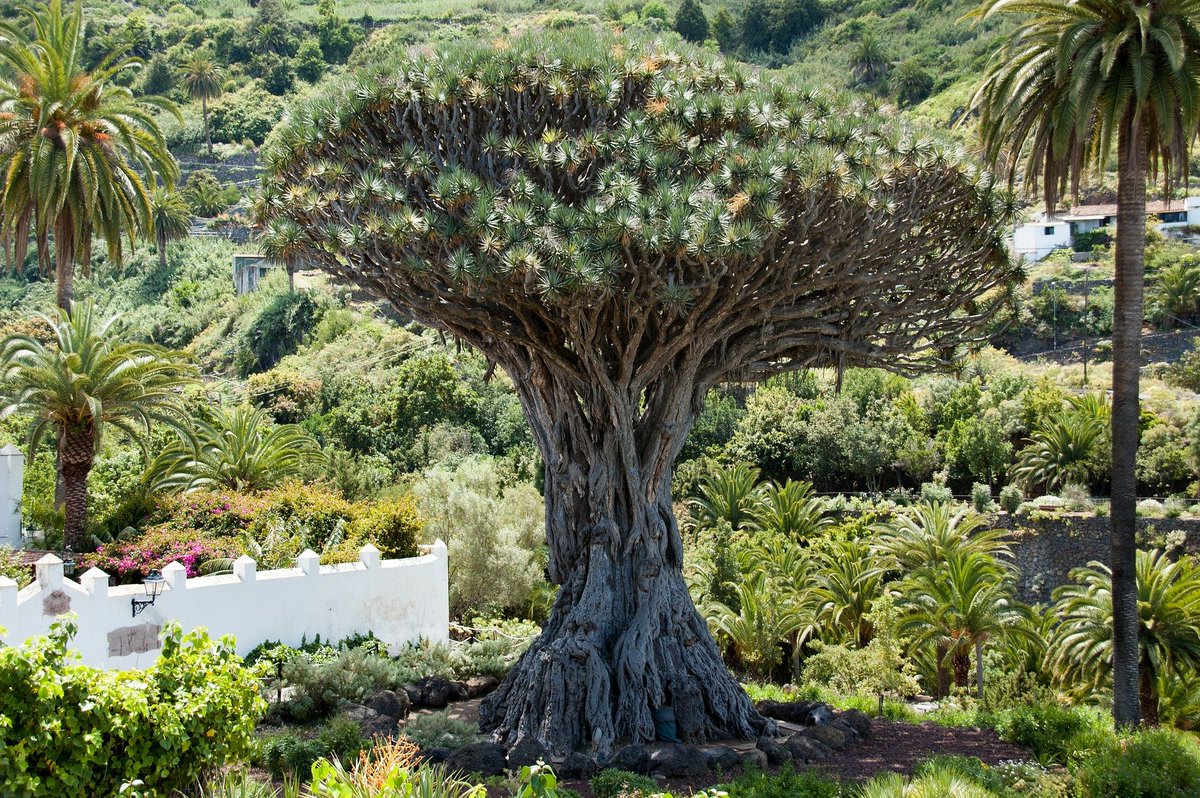 decasarural's tweet photo. ¿Sabríais decirnos cómo se llama este árbol y dónde se encuentra?
Pista:🔍🔎 Es milenario y está en un lugar muy afortunado 🌴🌴🌴
#Turismorural #Decasarural #FilomenaNoVisitaelparaiso #Filomena https://t.co/gwb6WjN8kQ