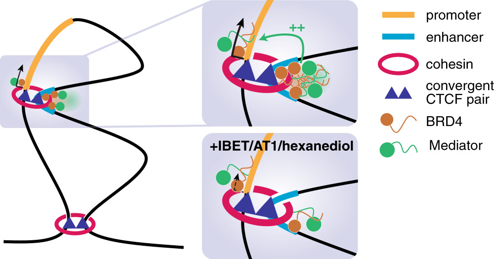 It has been a rough start to 2021, but congratulations Nick and co-authors showing that #BET proteins and #Mediator impact transcription without controlling enhancer-promoter interactions. Published in @NatureComms @MRC_WIMM @MRC_MHU Full paper: rdcu.be/cdns5