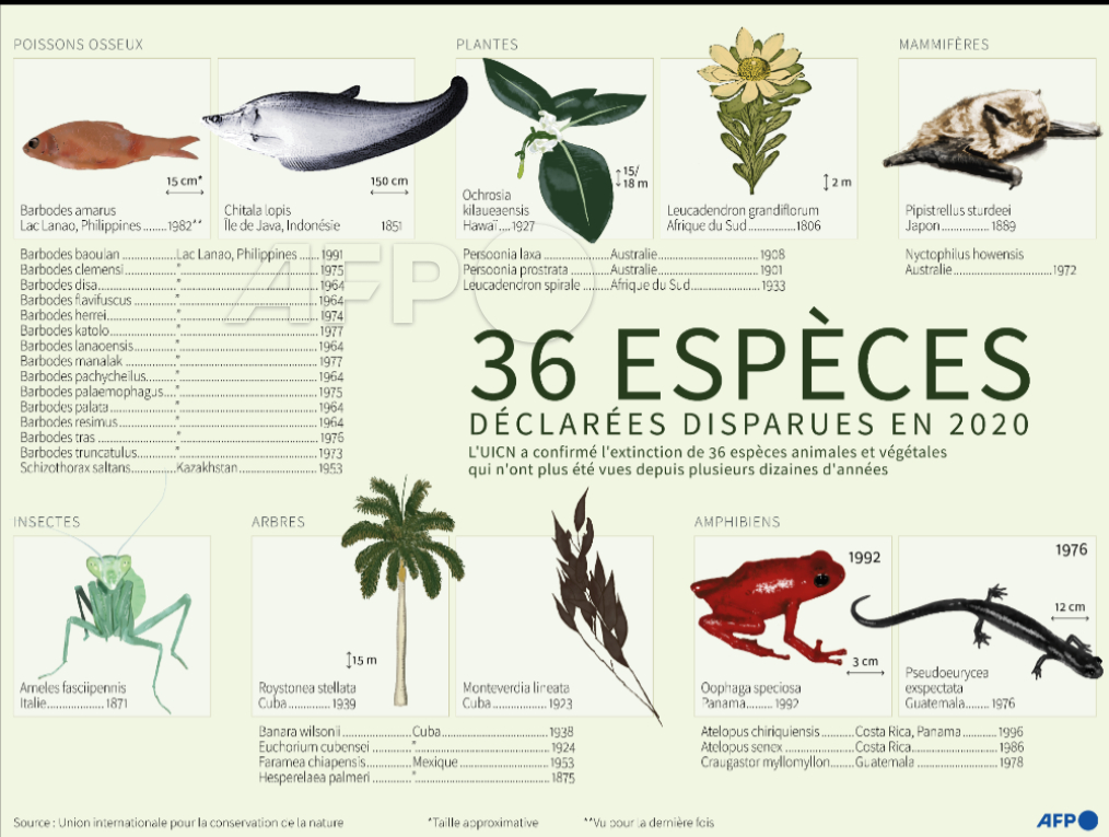 afpfr's tweet photo. 36 espèces animales et végétales disparues en 2020 #AFP #biodiversité #AFPgraphics https://t.co/UOzdr8Lee7