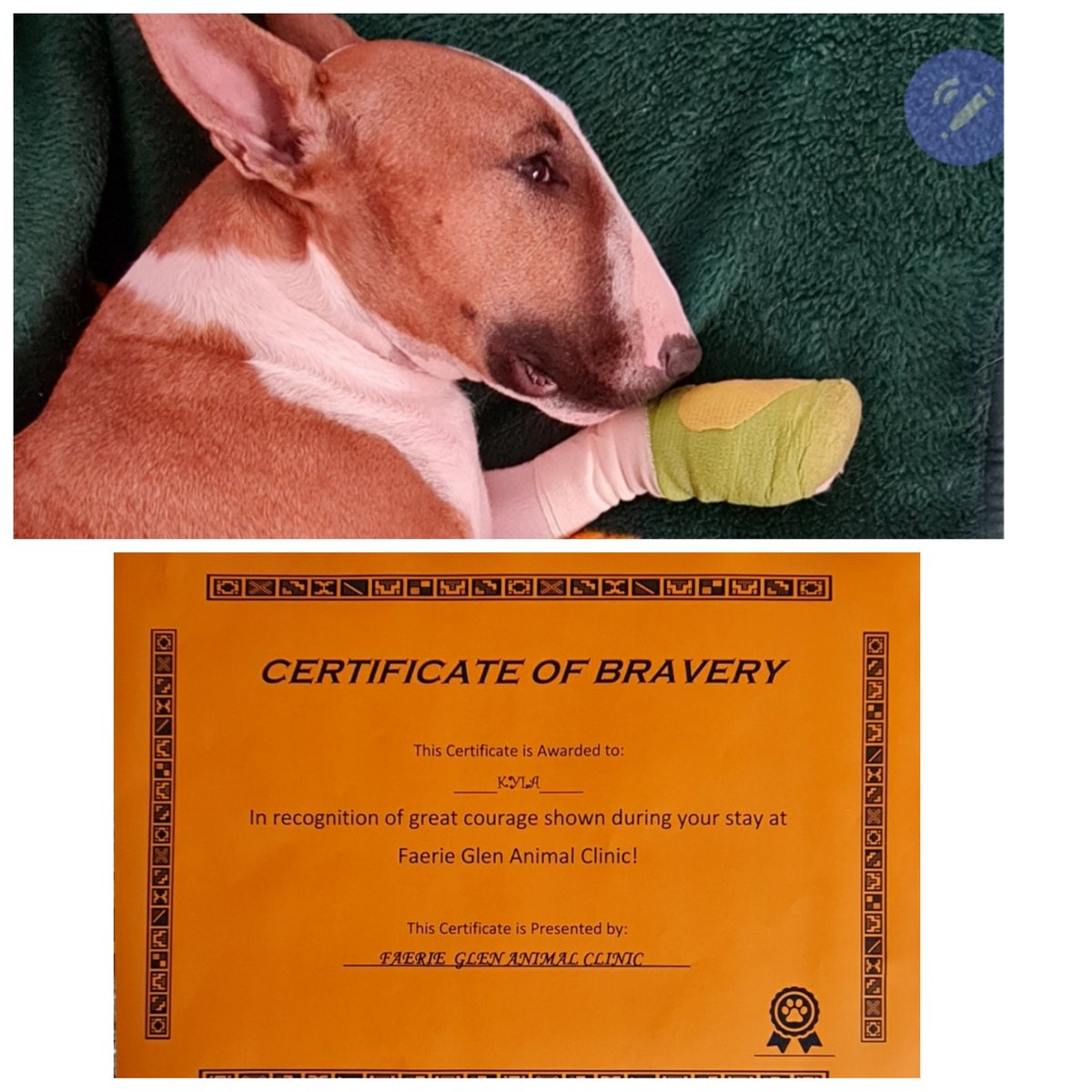 Hallo paw pals. I had a mishap on Saturday night on my left paw. I tore the soft tissue open. I need to be in bandage for 14 days. Good news I'll be back running within no time 🐾🐕 #dogsoftwitter #bullterrier #bullies #dogs #Sore #pain