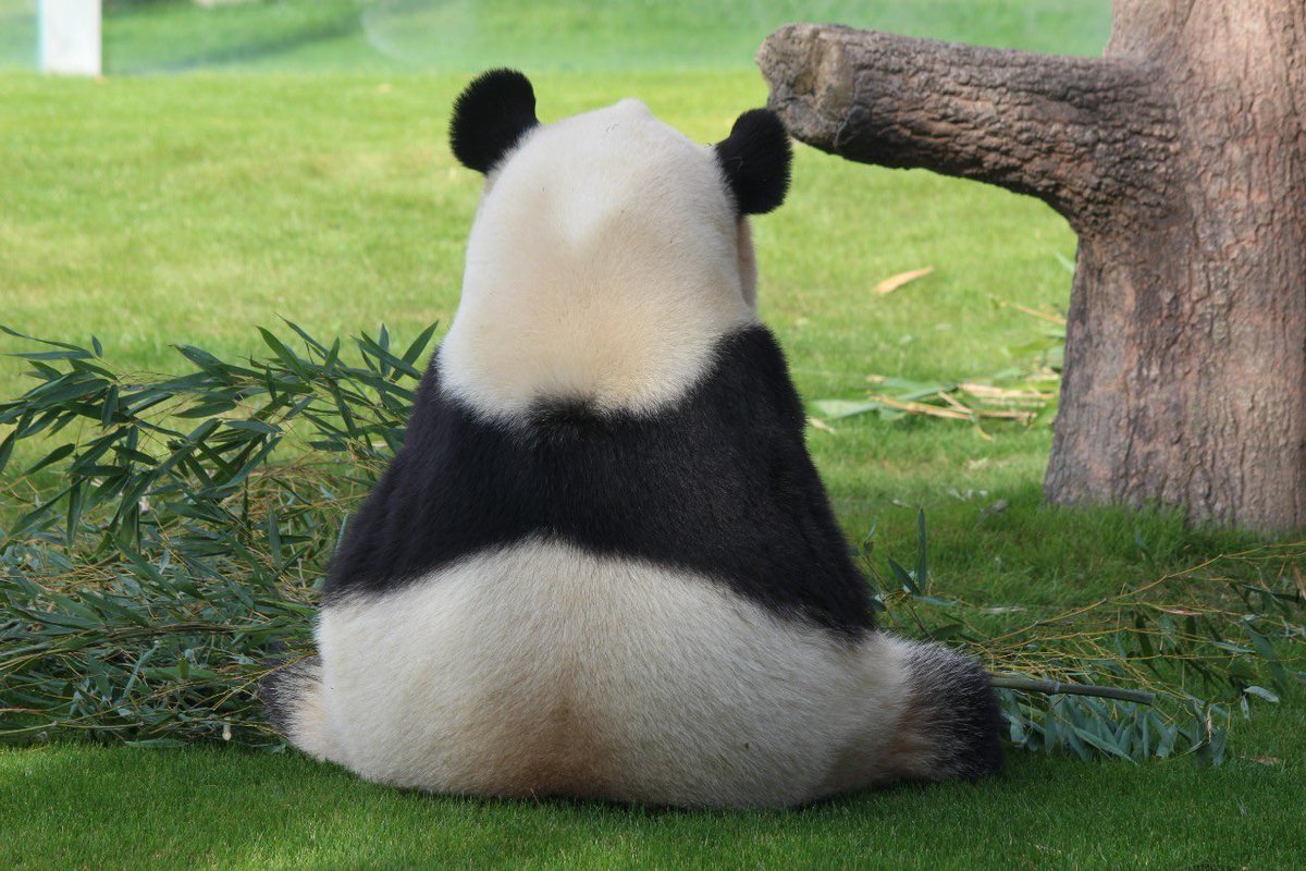 夕陽 結浜のかわいい後ろ姿 12 30 結浜 アドベンチャーワールド