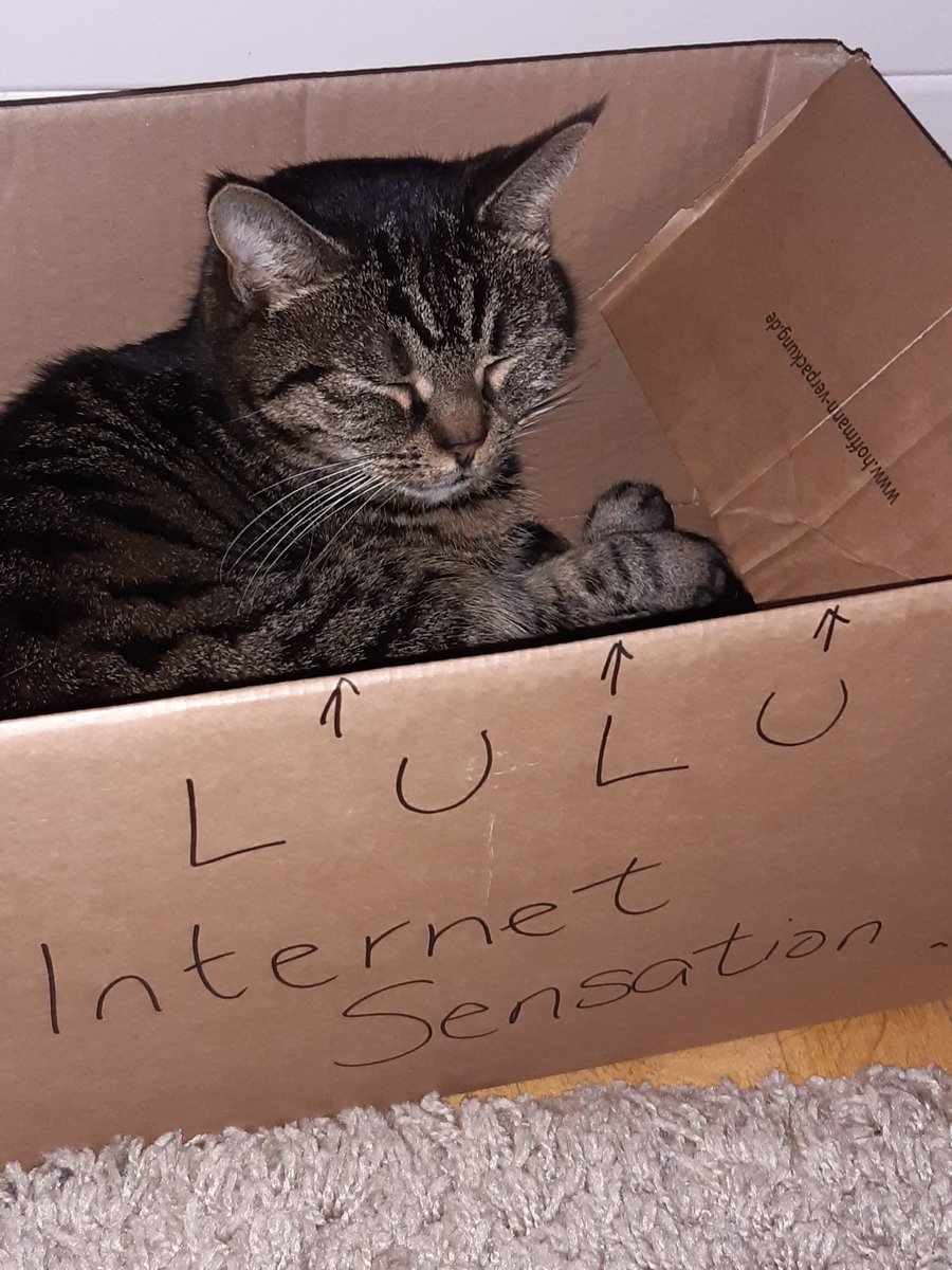 ElizabethSpitza's tweet photo. @SusanCalman thankyou for featuring her.....as you can see she's still got her paws on the ground #boxesarebest https://t.co/fWZKbS7Zlb