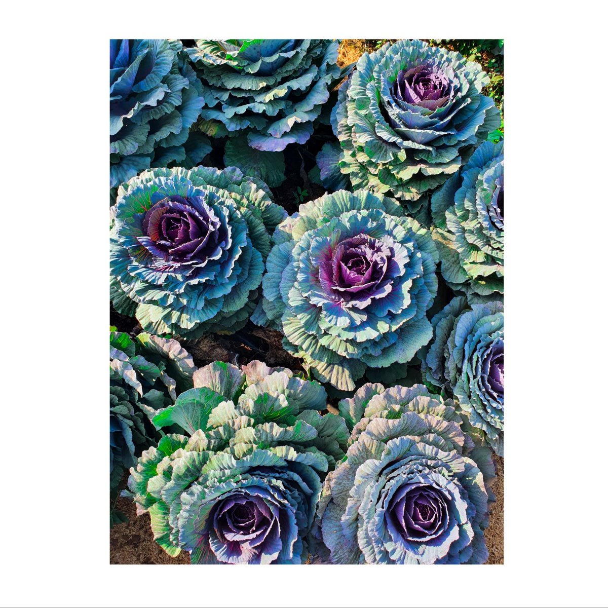 Romance gifs around the world tweet media