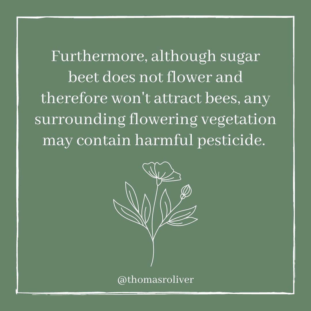 Furthermore, although sugar beet does not flower and therefore won't attract bees, any surrounding flowering vegetation may contain harmful pesticide.