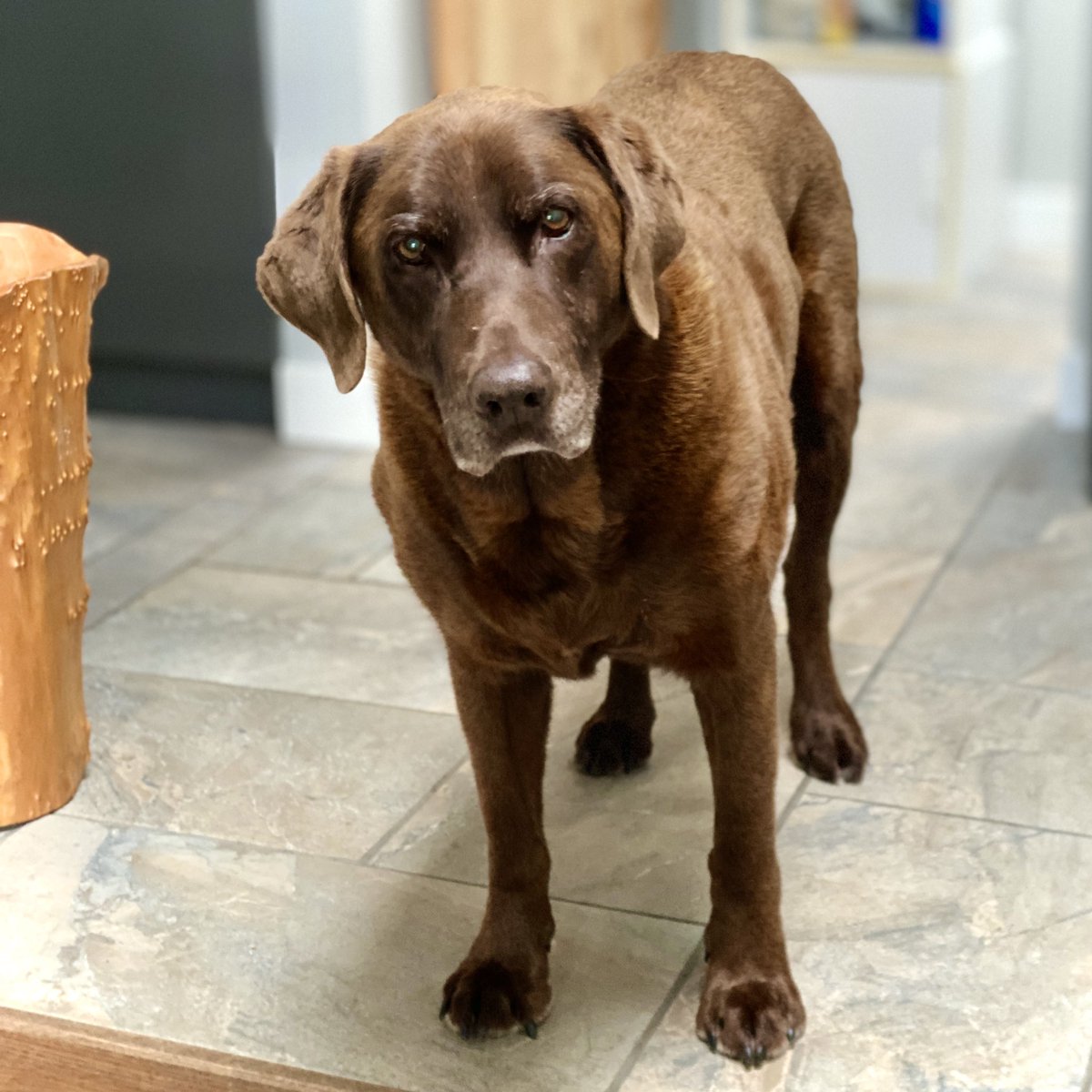 IONPrint's tweet photo. Good Marty morninโ to you + your four legged friends ๐ถ Comment below + tell us about your furry (or otherwise) pals ๐ฝ๐ฝ๐ฝ
.
.
.
.
#yegdogs #yegdog #yegdogsofinstagram #yegdogsedmonton #chocolatelab #albertabusiness #yegbusinessowner #yegbizwomen #yegbiz #yegbuzz #yeglocal https://t.co/vcY3AR3dPu
