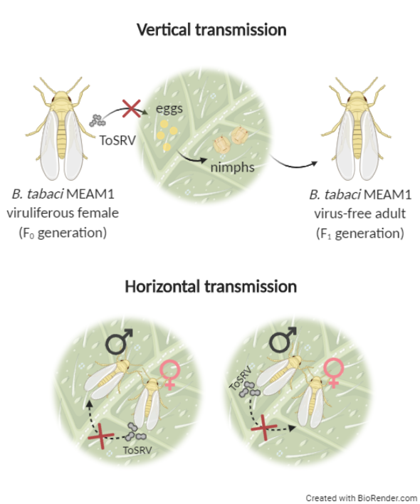 BSPPjournals's tweet photo. Trying to control tomato
severe rugose virus? Vertical and horizontal transmission by its vector Bemisia tabaci MEAM1 is unlikely: https://t.co/ArK6oksfPr https://t.co/vNJZQDyxAO