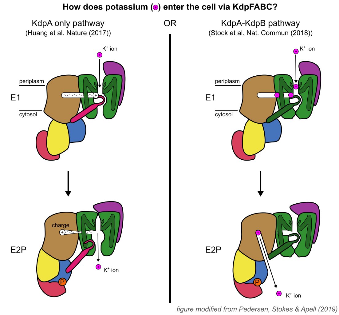 KdpFABC is an ATP-dependent K+ pump that ensures bacterial survival in K+-deficient environments. It's a unique complex between a channel-like subunit and a pump-like subunit. Recent studies on KdpFABC have led to conflicting suggestions about transport pathway and mechanism. 2/8