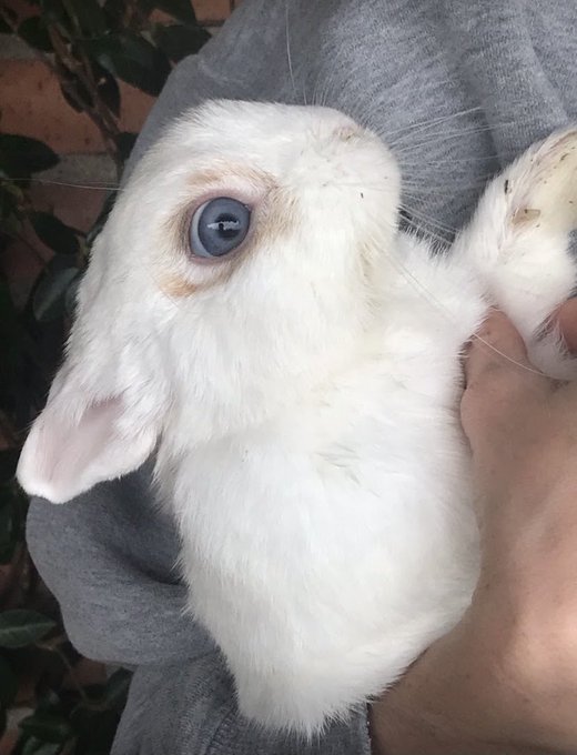 🐇 https://t.co/ijsbyHhISD https://t.co/0sy08GhrIk https://t.co/xLpNjTL5iz https://t.co/MRBj4IrQoe  ART