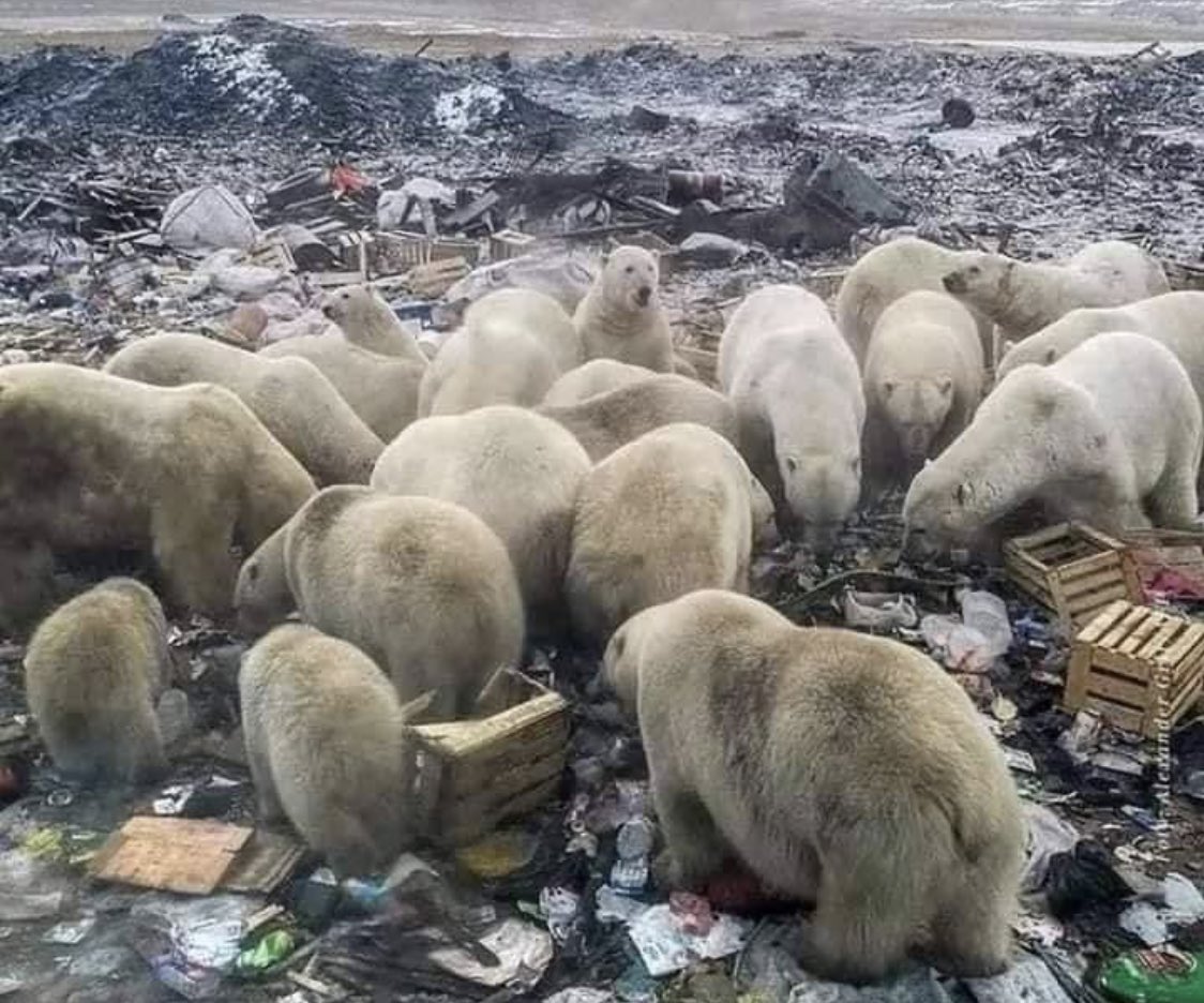 SayChoa's tweet photo. Le plus gros virus de la terre est l’homme https://t.co/DlzORsBdPH