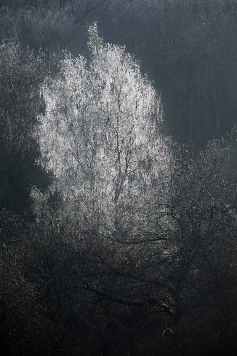 Is there anything more beautiful nature than a frosted birch tree? <a href="/forestryengland/">Forestry England</a> <a href="/natureUK/">NatureUK</a>