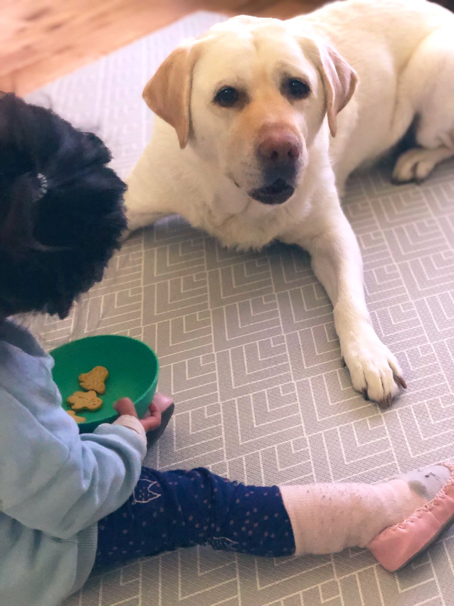Kika_GuideDog's tweet photo. Snack time 😋🤣👧🏽 https://t.co/3li7KCRan7