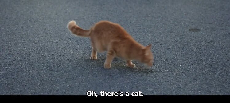 9. Dosan Char Consistency Version 1 & 2. Click!! Click!! With the Imaginary Camera!! Then Meow!! Meow!! With the Imaginary plus Real Kitty Cat  When you literally code and do Image Recognition 