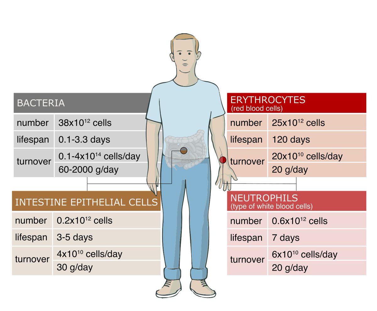 Milo Lab @WIS (@milolabwis) on Twitter photo 1/ How long does it take for our body to replace its cells? “The Distribution of Cellular Turnover in the Human Body” presents a quantitative perspective <a href="/NatureMedicine/">Nature Medicine</a> rdcu.be/cdnXJ 1/ How long does it take for our body to replace its cells? “The Distribution of Cellular Turnover in the Human Body” presents a quantitative perspective <a href="/NatureMedicine/">Nature Medicine</a> rdcu.be/cdnXJ