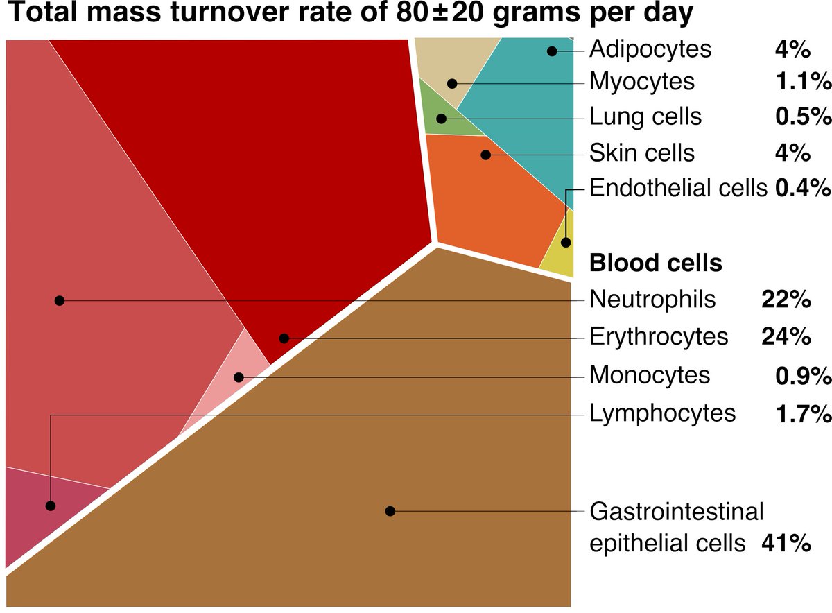 2/ We integrate ubiquity, mass, and lifespan of all major cell-types to achieve a comprehensive quantitative description of cellular turnover. We find total cellular mass turnover of 80±20 g/day, dominated by blood cells (in reds in the figure) and gut epithelial cells (in brown)