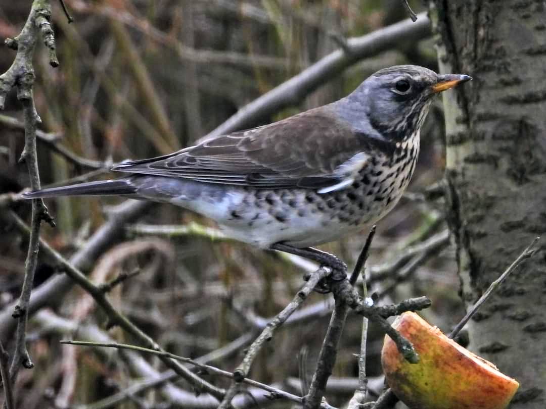 Mightychub's tweet photo. Fieldfare again #Throughthewindow feasting on apple's skewered on the plum tree @BTO_GBW dinner time visitor #Lockdownlisting #Derbyshirebirds @DanielCMartin1 @StephBirdArt @DerwentBirder #winter #birding called downstairs by @JayTayJRT cheers Jo! https://t.co/6nVI3RIcrK